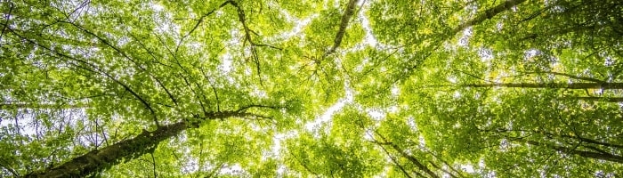 Abbinare i colori, il Verde